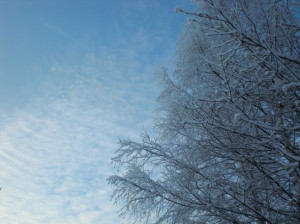 blue, bright, cold, day, december, sky, tree, winter