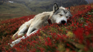 Sleepy Wolf HD-Wallpapers