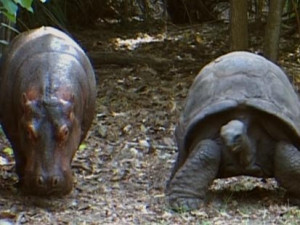 And it was there that he met his buddy Mzee, an Aldabra giant tortoise ...