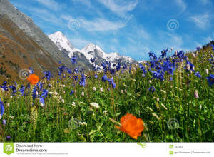 beautiful mountains and flowers. .