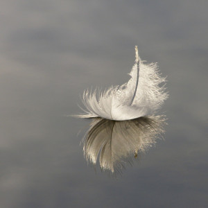 SU3601 : Swan feather on Hatchet Pond