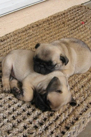 Pugs