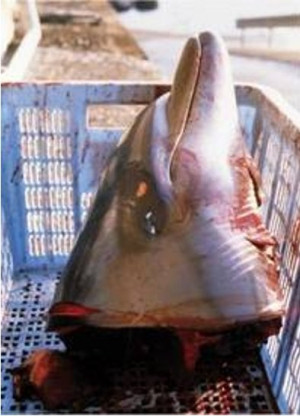 How you can help stop this horrific dolphin slaughter..