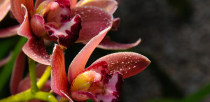 Scatter Brained and Broad Minded