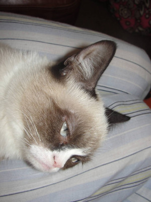 Grumpy cat sleeping - Grumpy Cat Picture