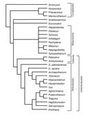 Phylogenetic Tree