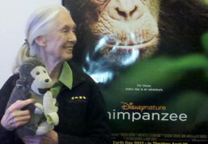 jane goodall and disneynature s chimpanzee the chimps filmed for