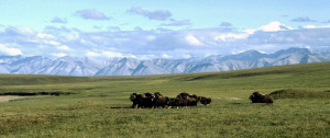 ... Arctic National Wildlife Refuge], which the president has made clear