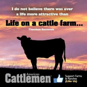 Life on a cattle farm....