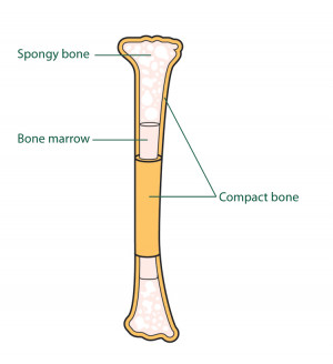 Related to Bone Marrow Transplants How They Work About