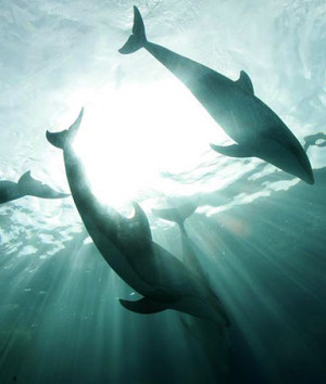 Dolphins swim at an aquarium of Yokohama Hakkeijima Sea Paradise ...