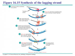 Lagging Strand Synthesis