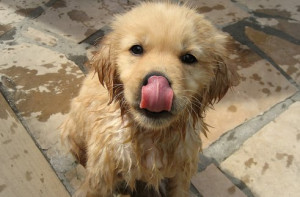 dog, tongue, wet