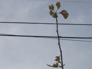 In Journal of a Solitude , May Sarton writes: