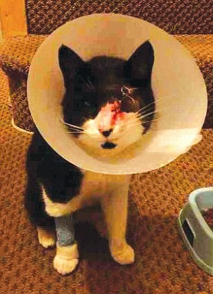 Pet cat left blind in one eye after cruel thugs superglued its tail to ...