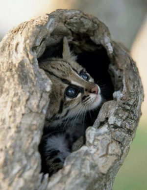Cat, Wild Cat, Trees Trunks, Ocelot Cubs, Ocelot Peekaboo, Baby Ocelot ...
