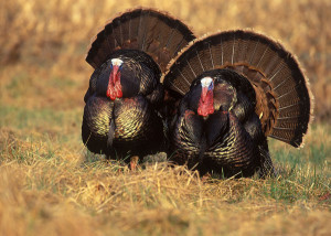 Biggest Threats to Wild Turkey Populations in 2013