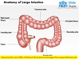 Anatomy of large intestine medical images for power point