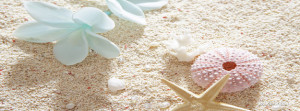 Tags: sea beach shells sand ,