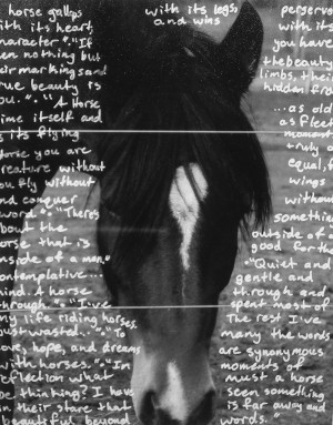 horse quotes cute horse quotes motivational quotes