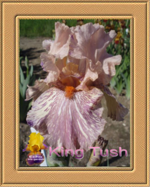 Fruitsation Tall Bearded Iris