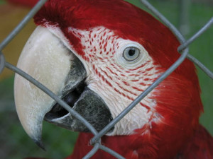 Greenwing Macaw Babies FOR SALE ADOPTION from Port Allen Louisiana ...