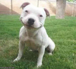 Funny_Smiling_Dog