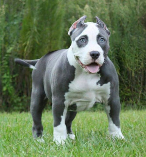 Pit Bull Dog Breed – Full Details and Price of Fighting Dogs