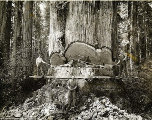 California Giant Redwood Trees - 1915