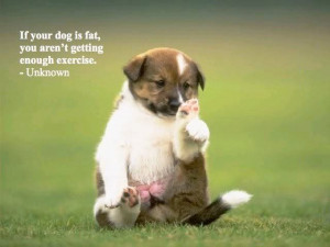 Puppies quotes, puppy quotes