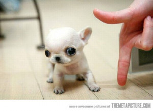 Funny photos funny baby Chihuahua puppy cute