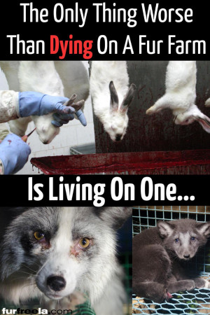 FurFreeLA : The only thing worse than dying on a fur farm... is living ...