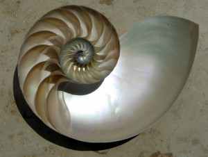 Nautilus Shell Fibonacci Spiral