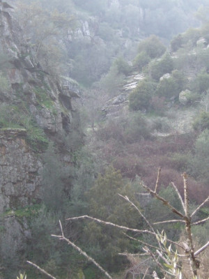 Frozen and Tangled Combined