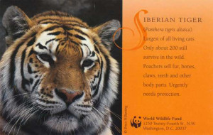 Why Are Siberian Tigers Endangered