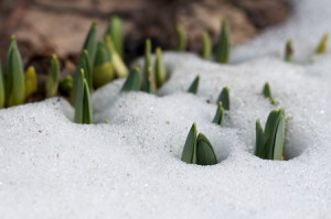 daffodils_emerging_through_snow