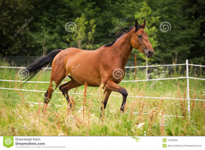 Thoroughbred Horse The Grass