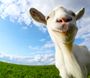 bigstock-Funny-goat-s-portrait...