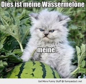 angry grumpy cat animal speaking german meine wassermelon watermelon ...