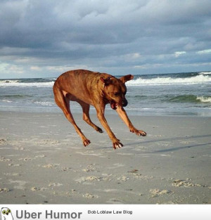 my friends dog got a scare from a crab on the beach and hit the eject ...