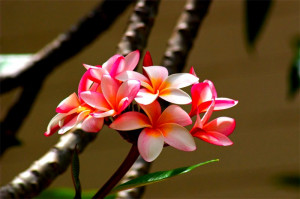 ... Plumeria has been associated with a vampire in Malay folklore, the