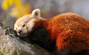 Red Panda Sleeping Branch