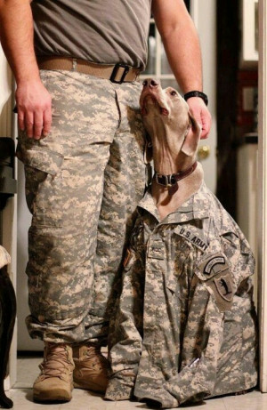 ... Military Dogs, Bauer Bauer, Soldiers, Heroes, Best Friends, Melanie