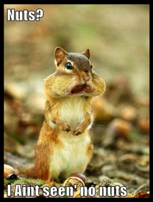 Cute As Chuff ~ Chipmunk ~ Nuts ~ Funny ~ QuotesChubby Cheek, Animal ...