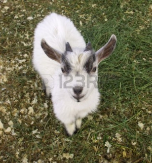 ... quotes funny goat pictures with quotes goat boy funny travel funny