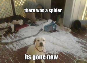 there was a spider, its gone now funny pictures