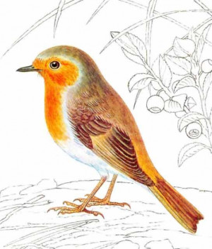 Draw This Beautiful Robin