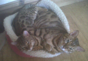 Cats Cradle Bengals Pedigree Bengal Cats For Sale, Herefordshire