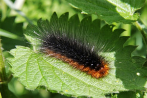 Garden Tiger Moth Caterpillar aka Wooly Bear Lakenheath Fen