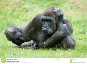 Big Gorilla Portrait Face Zoo Black Silverback